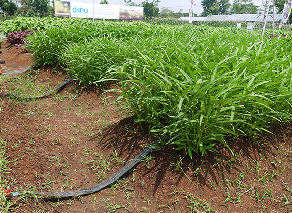 HORTIKULTURA : Gelar Teknologi Hortikultura: Membangun Pertanian Sejak Dini