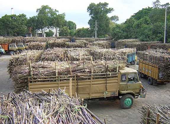 PERKEBUNAN : Awas, Defisit Gula Konsumsi 2020!