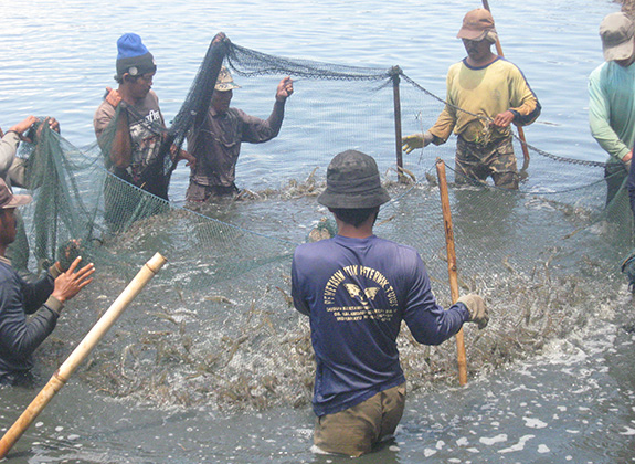 PERIKANAN : Menjaga Geliat Pasar Udang Nasional