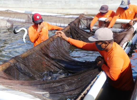 Panen Sidat di Banyuwangi