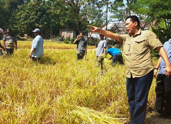 Pembangunan Food Estate Kalteng didukung Bulog