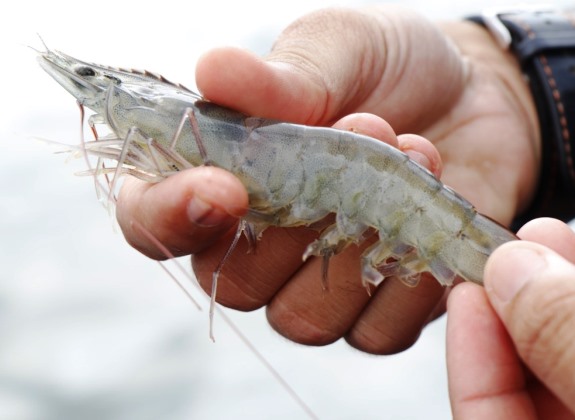 Pemerintah Percepat Peningkatan Produksi Udang Nasional