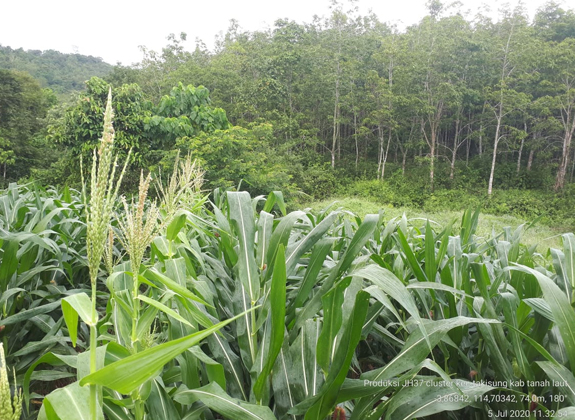 TANAMAN PANGAN : Benih Tepat, Untung Berlipat