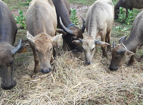 PETERNAKAN : Melirik Kerbau sebagai Pemasok Daging