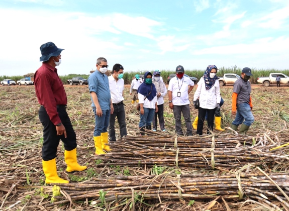 Giling Gula, PG Bungamayang Libatkan 4.000 Lebih Penebang Tebu