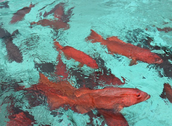 Lumbung Ikan Nasional di Maluku