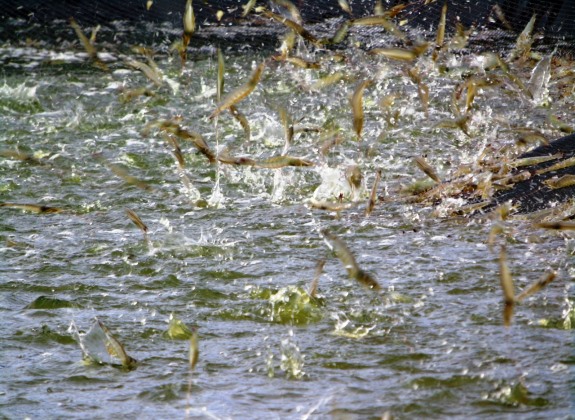 SUPM Bone Panen 9 Ton Udang dengan Busmetik dan Ekspor 15 Ton Baby Tuna Beku ke Jepang