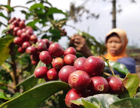 Tingkatkan Kualitas Kopi dengan Pengolahan Pascapanen