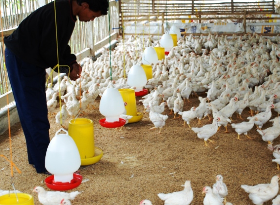 Satgas Pangan Siap Mengawal Stabilisasi Harga Ayam Hidup