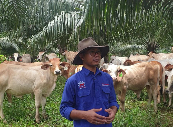 PETERNAKAN : Layakkah Panen Sapi di Kebun Sawit?