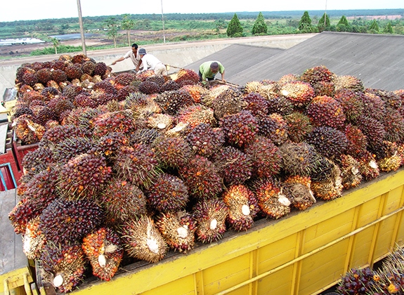 Industri Sawit Tetap Beroperasi Di Kala Pandemi