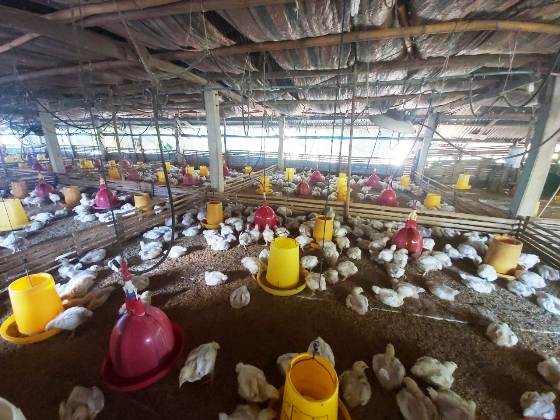 Stabilitas Suplai dan Harga Ayam Butuh Pengawasan