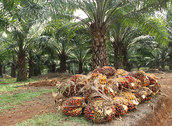 Perdana! 30 Pekebun Sawit Swadaya terima sertifikasi baru RSPO