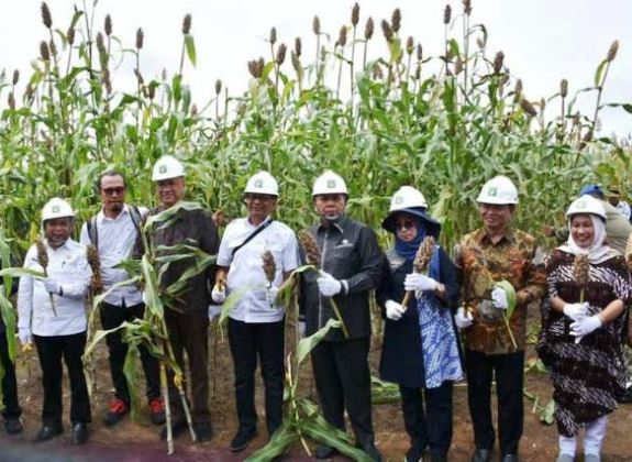 Menjaga Untung dengan Integrasi Sawit Sorgum