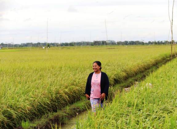 Petani Desa Gadabung Sambut Panen Raya di Food Estate