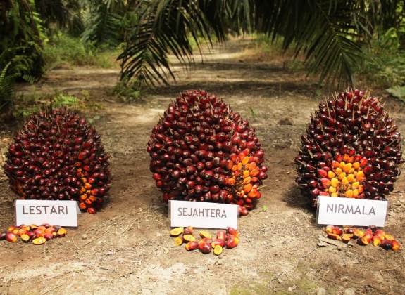 Astra Agro Lestari Luncurkan Tiga Bibit Unggul Sawit Terbaru