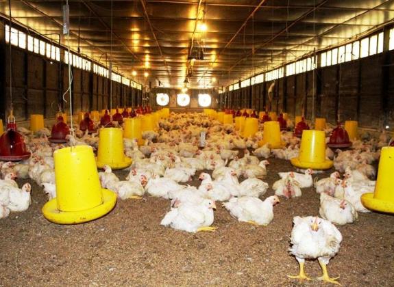 Pahami Titik Kritis Broiler, Produksi Bakal Terjaga