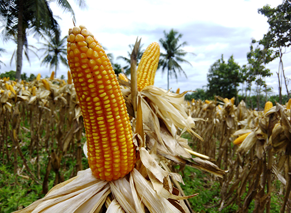 Tereos FKS Serap 30 ton Jagung Rendah Aflatoksin dari Petani Lampung