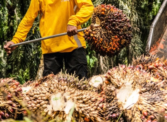 Harga Bertahan, Produksi Sawit Belum Membaik