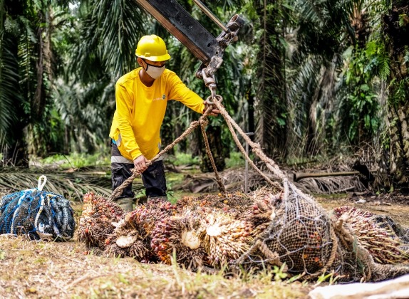 Sertifikasi Menjawab Tantangan Kelapa Sawit yang Tak Kunjung Henti