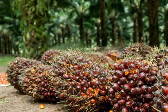 Industri Sawit Sukses Mengatasi Kemiskinan