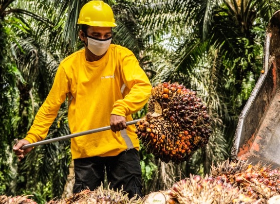 Mengentaskan Kemiskinan di Papua, Sawit Serap 2.400 Lebih Tenaga Kerja