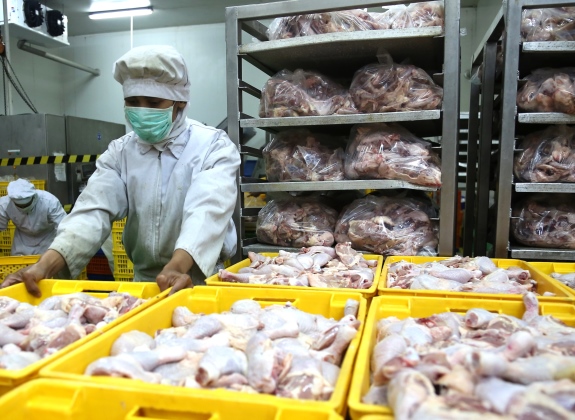 Impor Ayam Brasil di depan Mata, Perunggasan Nasional Harus Efisien