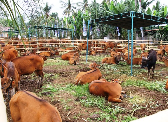 Program Sapi Sikomandan Diklaim Kementan Positif