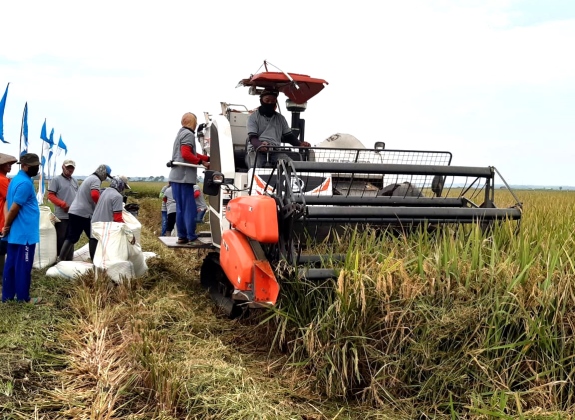 Produksi Padi Naik 1 Ton/Ha, Petani Mitra PTPN VII Panen Raya