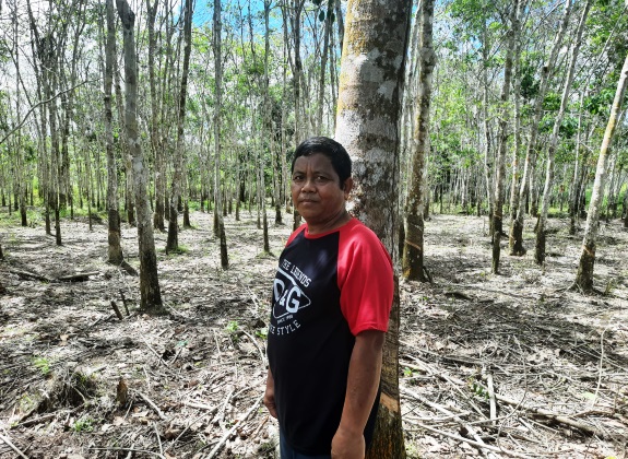 Produksi dan Harga Karet Bagus demi Sejahterakan Petani Karet