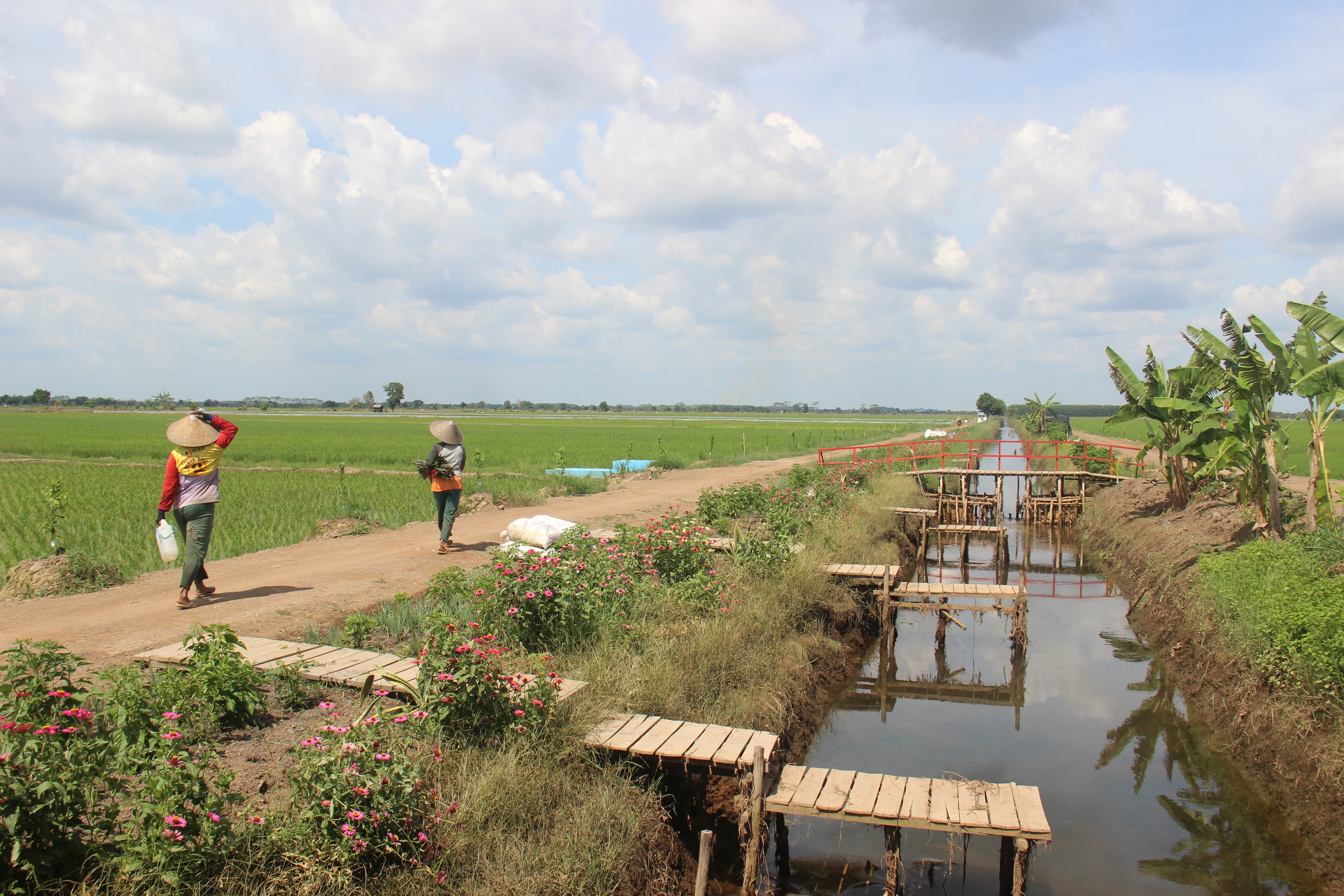 Melihat dari Dekat Percontohan Food Estate