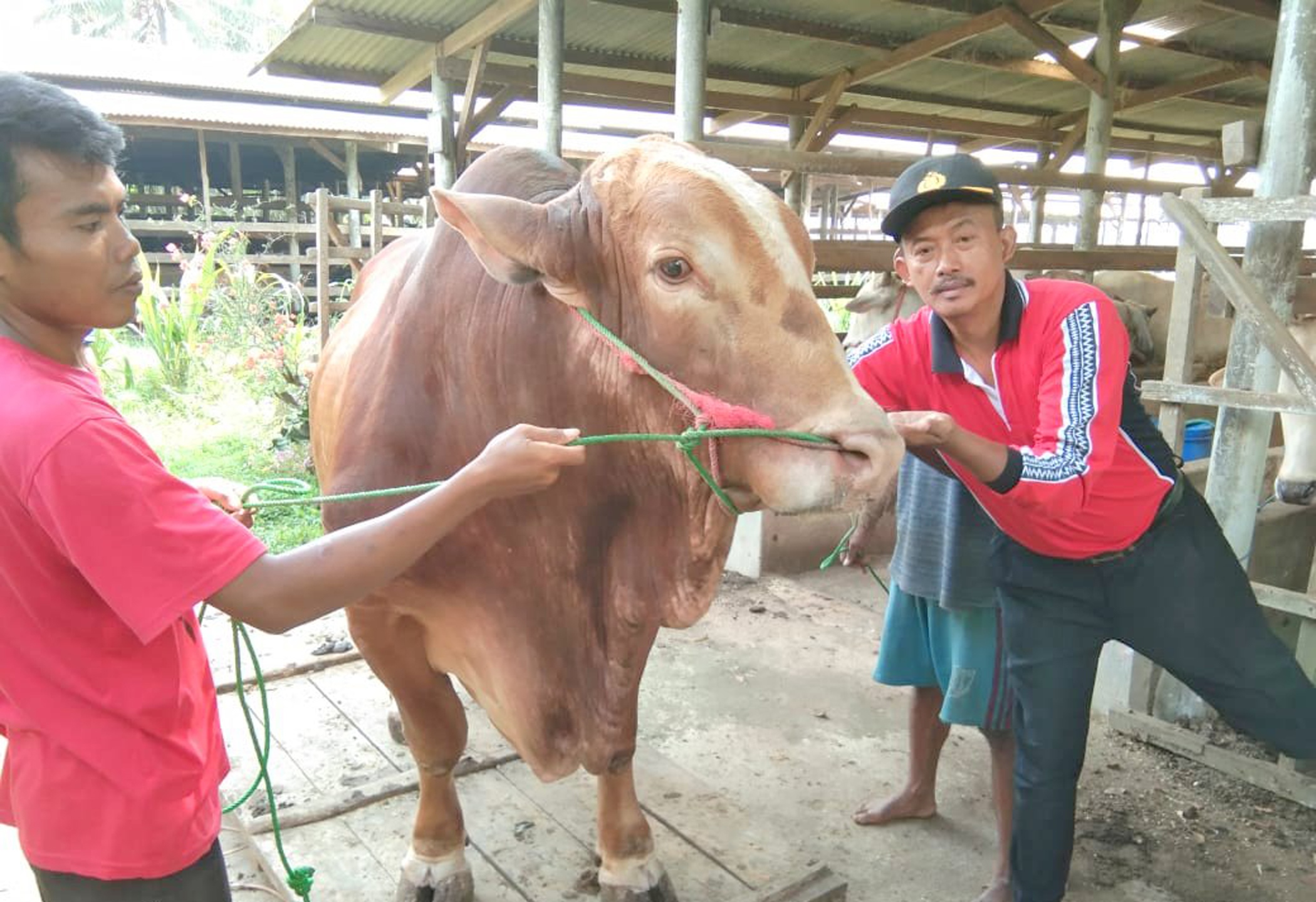 Membidik Laba dari Bisnis Hewan Kurban