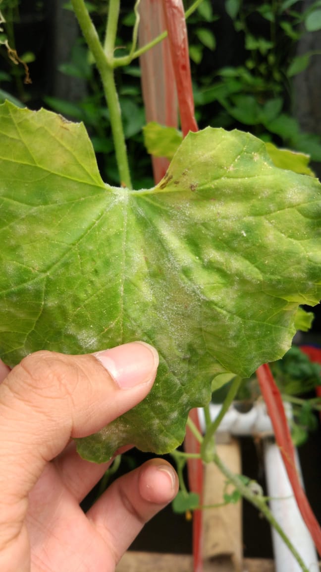 HORTIKULTURA : Waspada Embun Tepung pada Melon