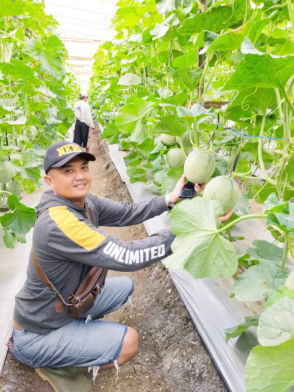 HORTIKULTURA : Tips Menghasilkan Melon Berkualitas Premium