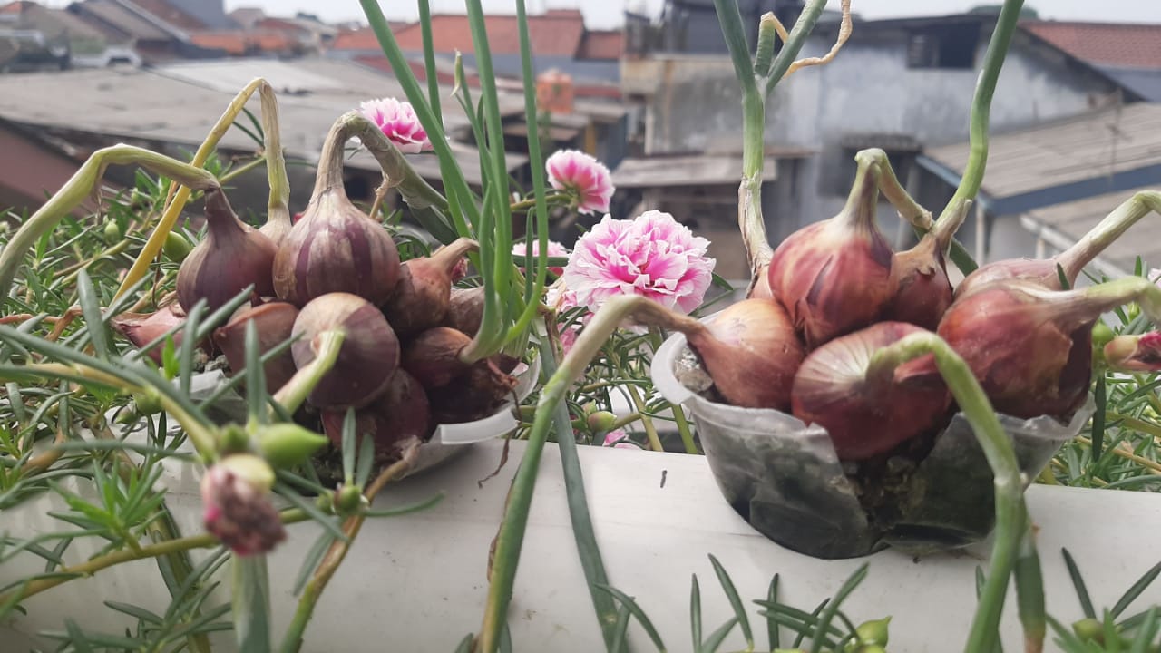 HORTIKULTURA : Cara Mudah Berhidroponik Bawang Merah