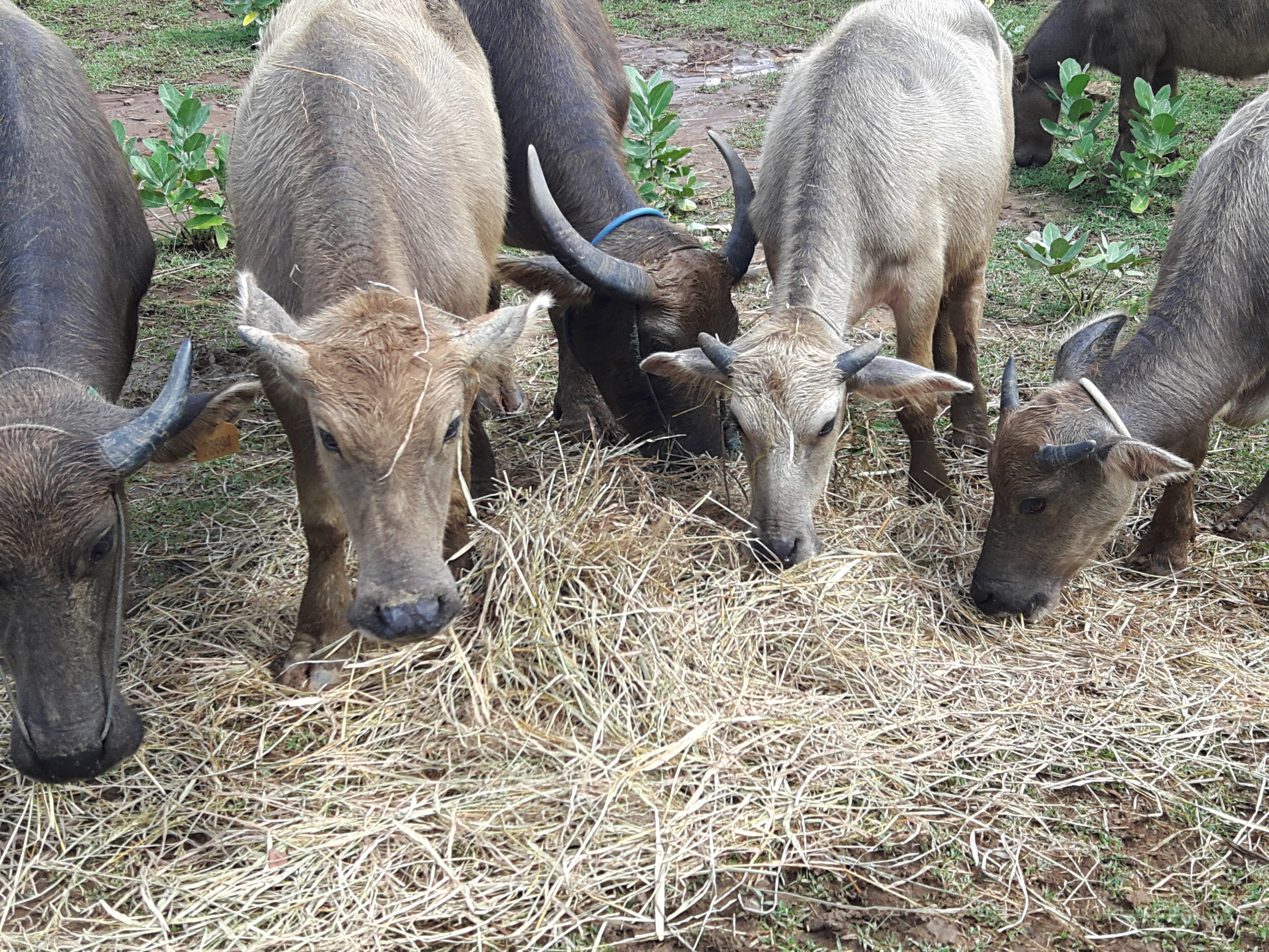 Melirik Kerbau sebagai Pemasok Daging