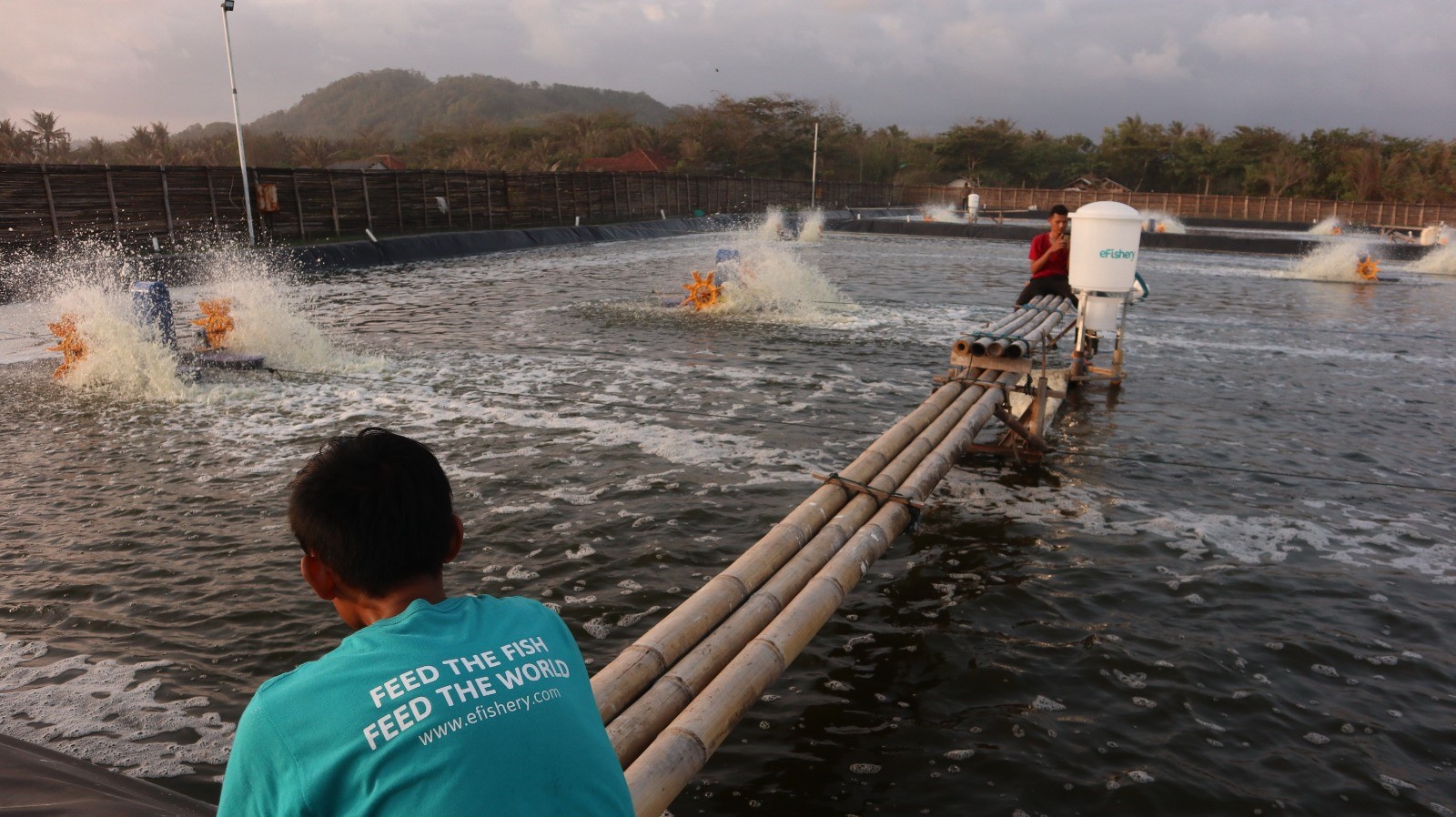 Mudahnya Budidaya Ikan dan Udang dengan Auto Feeder