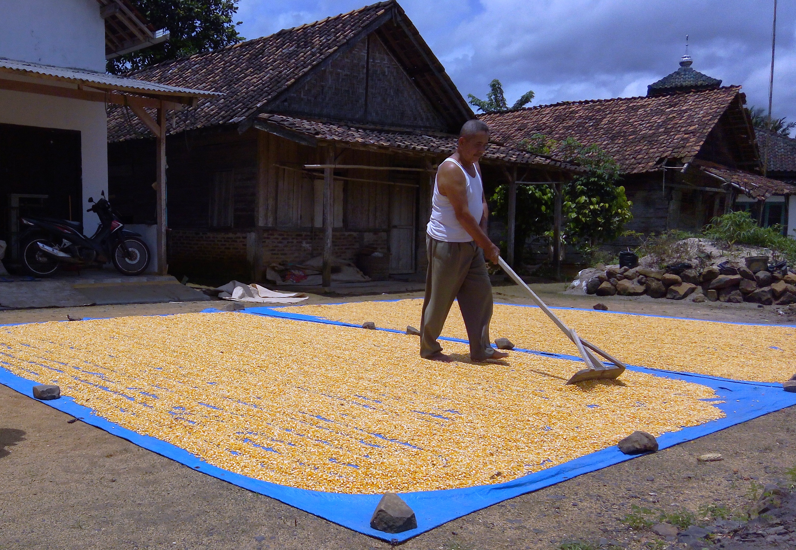 Tidak Bisa Sekadar Produksi, Mikotoksin juga Perlu Dikendalikan