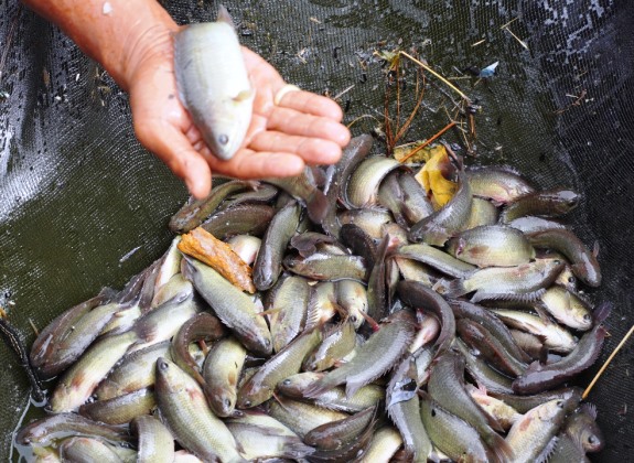 Potensi Ikan Papuyu Kalsel Rp600 miliar/tahun