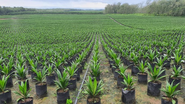 Menuju Industri Sawit Berkelanjutan