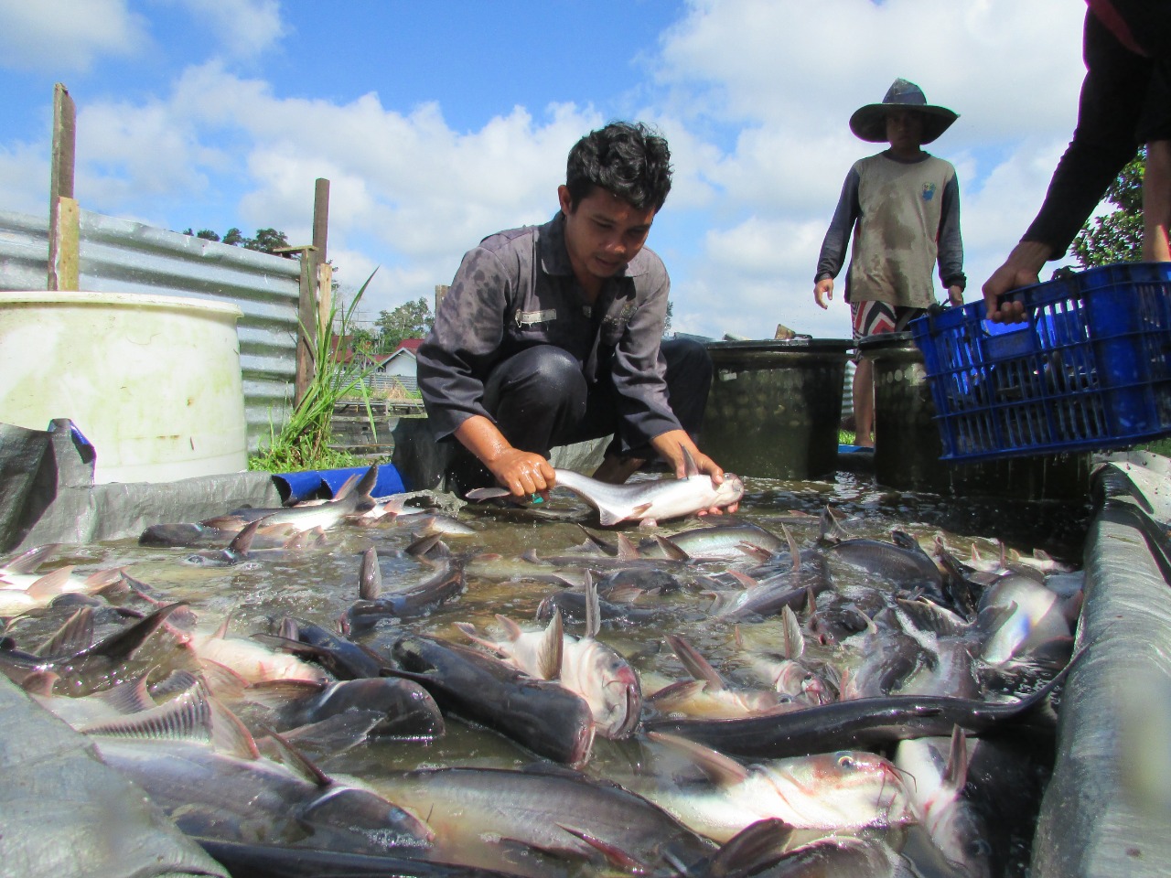 PATIN : Yuk, Budidaya Pustina!