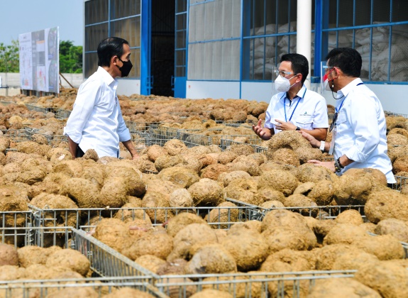 Bercerita kepada Jokowi, Demam Porang Melanda Petani Milenial