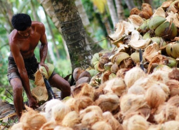 Meningkatkan Nilai Tambah dan Produktivitas Industri Kelapa 