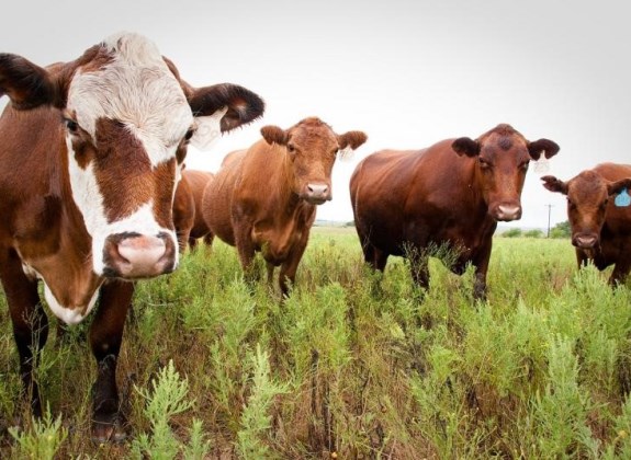 Temuan Penyakit Sapi Gila di Brasil, Berdikari Jamin Keamanan Daging Impor ke Indonesia 