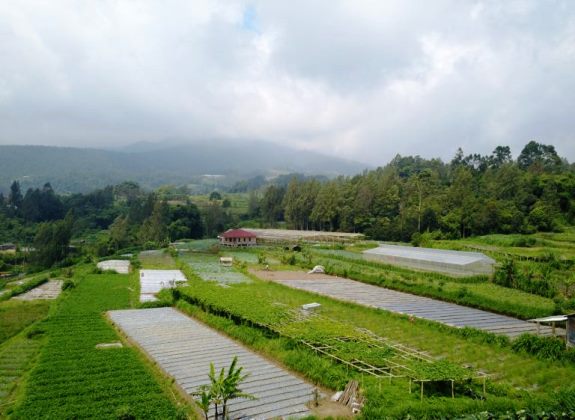 Kementan Targetkan Pembangunan 2.358 Kampung Hortikultura Hingga 2022