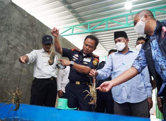 KKP Intensifkan Pengawasan Budidaya Lobster