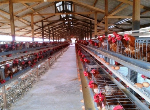 Kementan Sarankan Pengaturan Flok Guna Stabilisasi Harga Telur Ayam