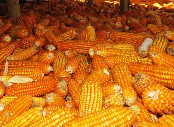 Kementan Klaim Grobogan Siap Suplai Jagung Untuk Peternak