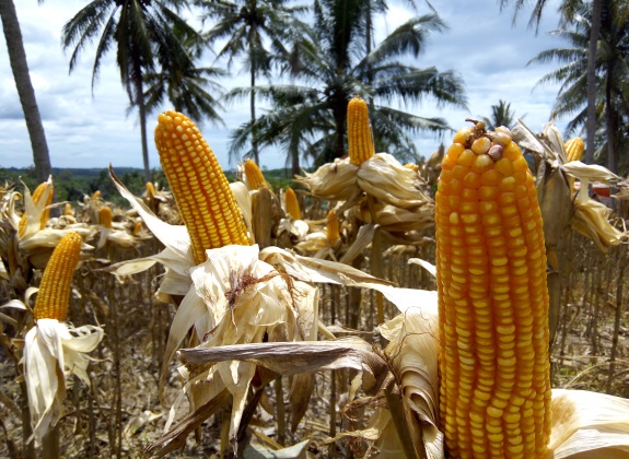 Data Jagung Kemendag dan Kementan Tak Akur