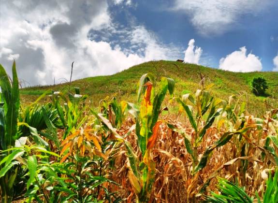 Lagi! Kementan Yakin Stok Jagung Gorontalo juga Siap Pasok Kebutuhan Nasional